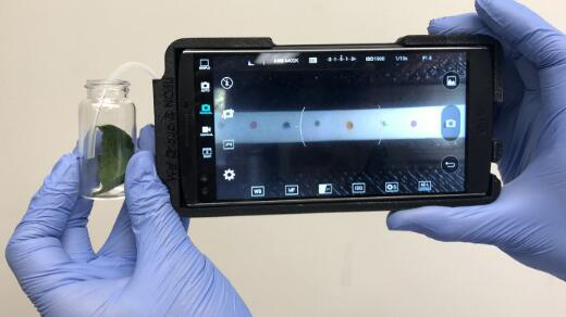 新型手機傳感器可有效監測農作物病害 新型手機傳感器可有效監測農作物病害