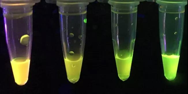 外國化學家開發新型紙質傳感器,可檢測強效神經毒素 外國化學家開發新型紙質傳感器,可檢測強效神經毒素